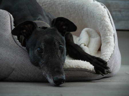 Ex racing greyhound close up of face lying in dog bed ears up
