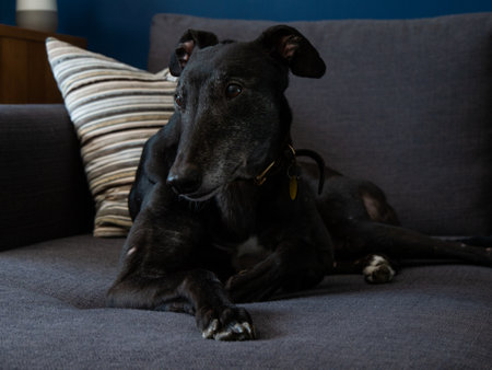 Ex racing greyhound black dog lying comfortably on sofaの写真素材