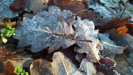 Frost and leaves
