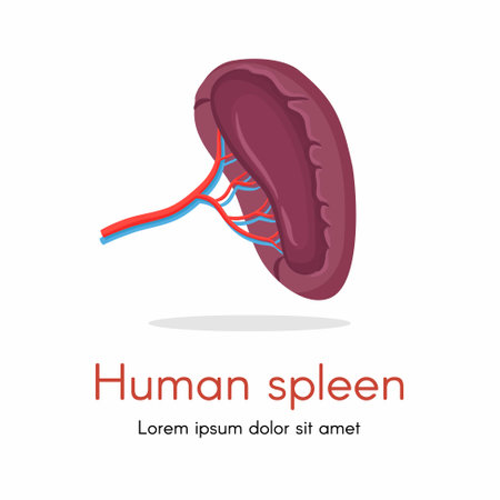 Human spleen isolated on white background vector. Spleen internal anatomy, human organ illustrationのイラスト素材