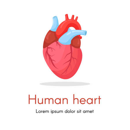 Human heart isolated on white background. Cardiology, anatomy concept. Vector cartoon designのイラスト素材