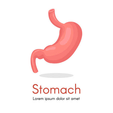 Human stomach for study book isolated on white background. Stomach and digestion organ system, vector illustrationのイラスト素材
