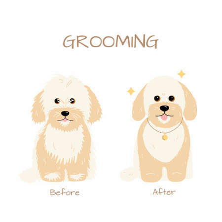Grooming salon. Maltese miniature Poodle dog trimming before and after. Vector flat illustration isolated on white backgroundのイラスト素材