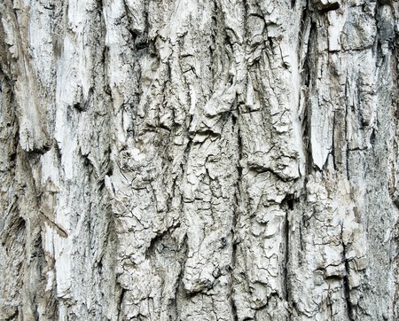 The rough texture of tree barkの写真素材