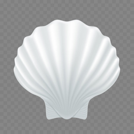 White seashell. Template isolated on transparent background. Stock vector illustrationのイラスト素材