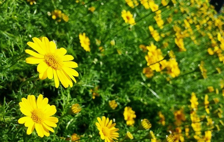 Yellow flowerの素材