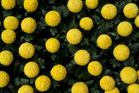 Sunny marigolds in china parkの写真素材