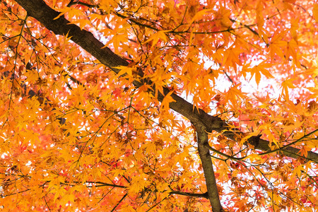 Maple in Autumn, Japan