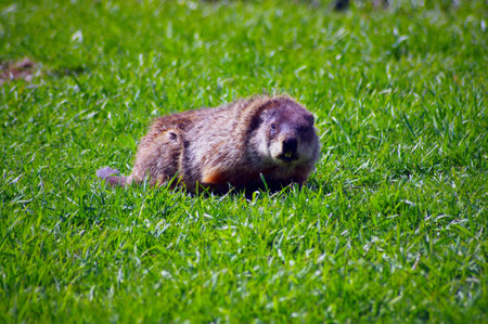 Groundhog in Grassの写真素材