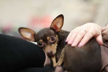a little helpless toy terrier lay down to rest in his boxの写真素材