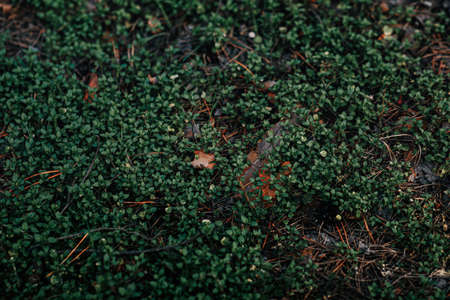 green grass and lawn in a lonely dense morning forestの写真素材