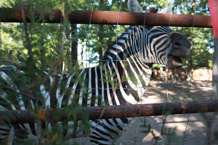 A zebra standing next to a fenceの写真素材