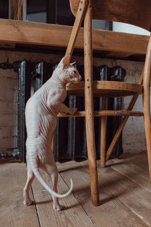 bald sphinx posing in a photo studio on a fluffy rugの写真素材