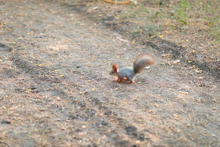 tame fluffy squirrel in the forest close-up eating nutsの写真素材