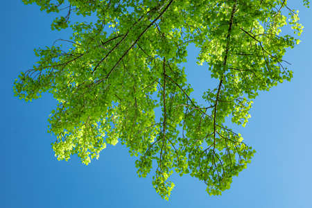 A very close up of a tree