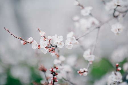 blooming apricot blooms and pleases everyone aroundの写真素材