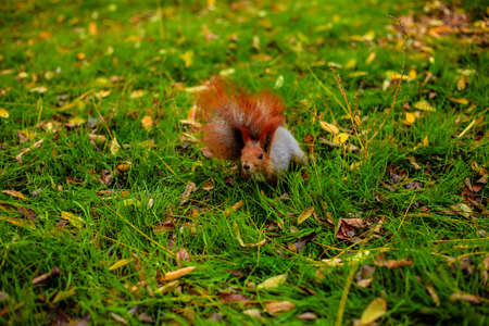 red squirrel with a fluffy tail walks with nuts on the lawn