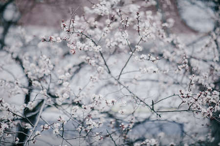 blooming apricot blooms and pleases everyone aroundの写真素材
