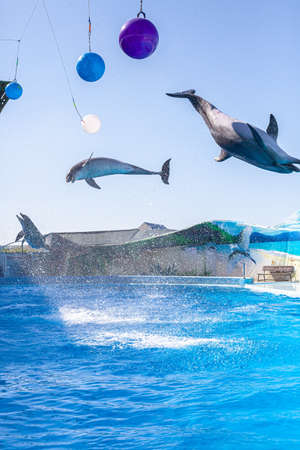 beautiful water performance of dolphins in the dolphinariumの写真素材