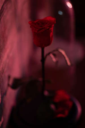 lush red rose in a flask, scarlet flowerの写真素材