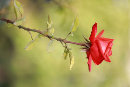 the scarlet red rose bloomed in the botanical gardenの写真素材