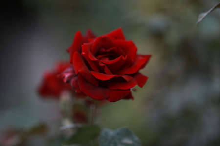 the scarlet red rose bloomed in the botanical gardenの写真素材