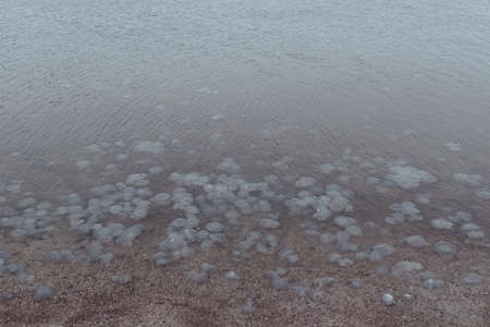 beautiful marine large transparent jellyfish on the seashore