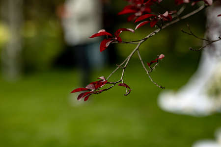 beautiful wedding twig in the garden of the newlyweds