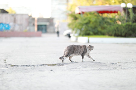 beautiful pet pet cat for a walk near the riverの写真素材