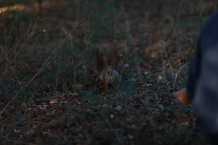 tame fluffy squirrel in the forest close-up eating nuts