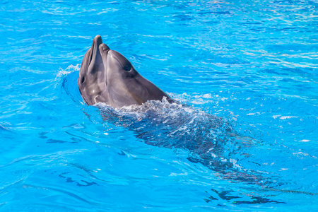 beautiful water performance of dolphins in the dolphinariumの写真素材