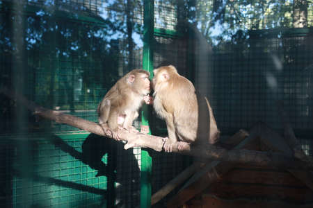 family of monkeys close-up sitting side by side togetherの写真素材