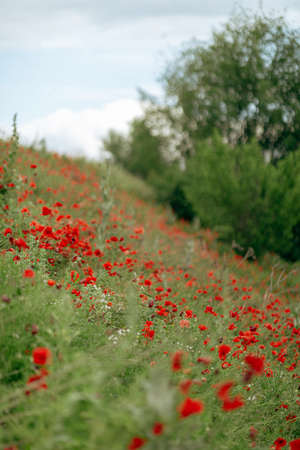 huge field with red white poppies close-upの写真素材