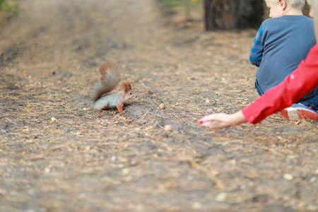 tame fluffy squirrel in the forest close-up eating nuts