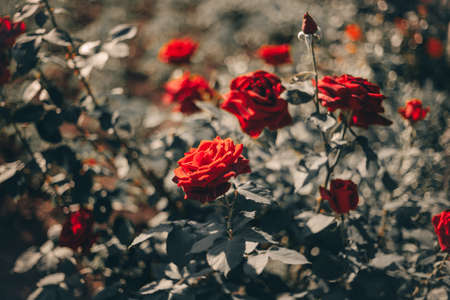 huge beautiful bouquet of wedding roses in natureの写真素材