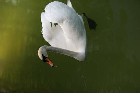 beautiful clean white swan swims in a clear lakeの写真素材