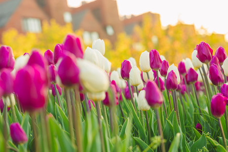 large beautiful field with tulips in beatuifull Ukraineの写真素材