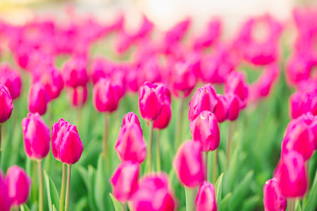 large beautiful field with tulips in beatuifull Ukraineの写真素材