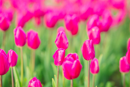 large beautiful field with tulips in beatuifull Ukraineの写真素材