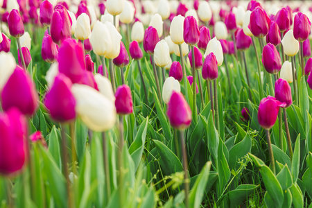 large beautiful field with tulips in Ukraineの写真素材