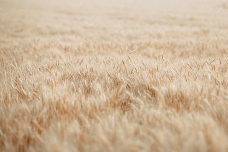 Spikelets of wheat in Ukraine, harvesting during the warの写真素材