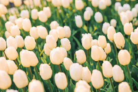 large beautiful field with tulips in Ukraine
