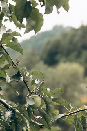 Landscape in the Carpathians in Western Ukraine, Dzembronya village. High quality photoの写真素材