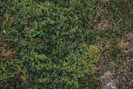 Summer landscape with hilly green field and forest in the distance. High quality photoの写真素材