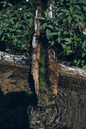 Mysticism and mystery of the Ukrainian Carpathian forest. High quality photoの写真素材