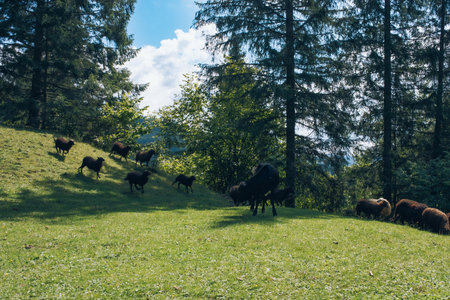 Mysticism and mystery of the Ukrainian Carpathian forest. High quality photoの写真素材