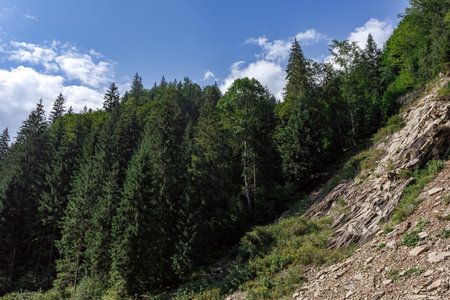 Mysticism and mystery of the Ukrainian Carpathian forest. High quality photoの写真素材