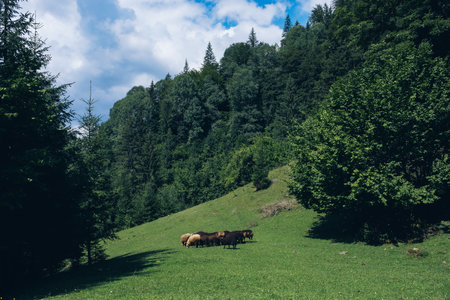 Mysticism and mystery of the Ukrainian Carpathian forest. High quality photoの写真素材