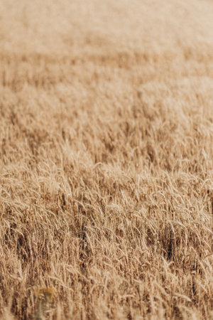 Ripe wheat fields natural landscape at sunset. farm harvest season.の写真素材