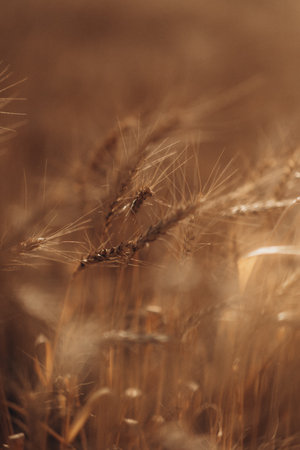 Ripe wheat fields natural landscape at sunset. farm harvest season.の写真素材